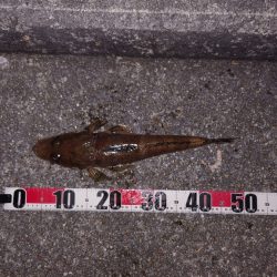 最初から切り身で…