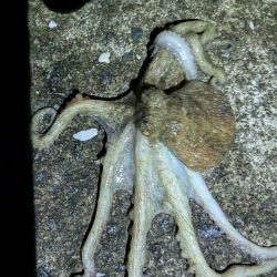 少なくなってきた〜