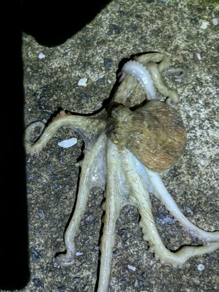 少なくなってきた〜