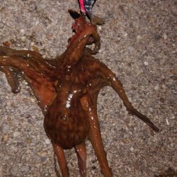 改造タコエギで