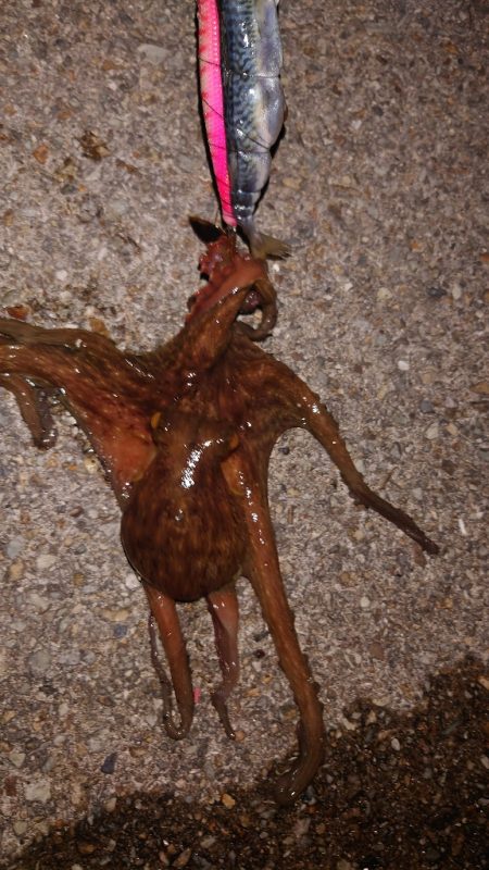 改造タコエギで