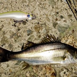 台風の雨上がり釣行