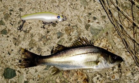 台風の雨上がり釣行