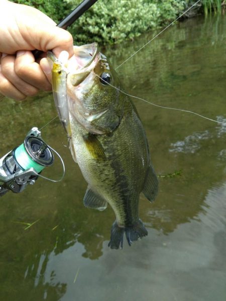 放流バスに遊んでもらいました