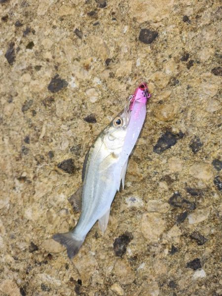 ルアーフィッシング