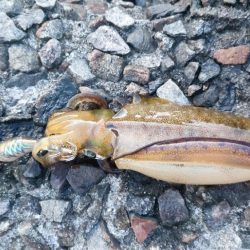 エギング&チニング