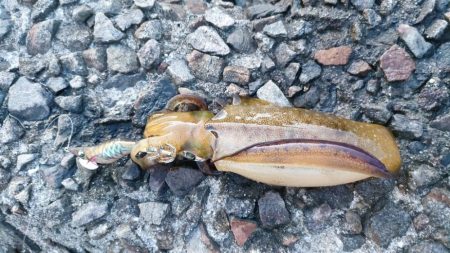 エギング&チニング