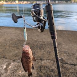 陸っぱり釣行記