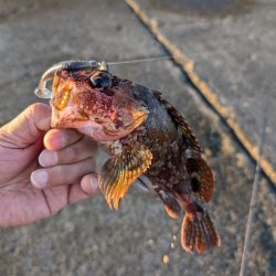 陸っぱり釣行記