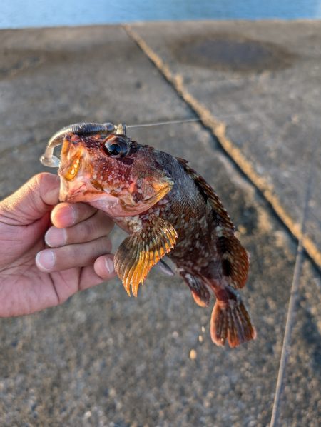 陸っぱり釣行記