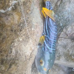 イサキと外道達