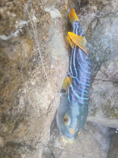 イサキと外道達