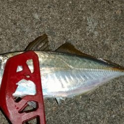 荒天前アジング