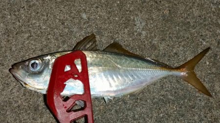 荒天前アジング