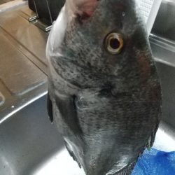 ハゼ居ない…チヌへ。