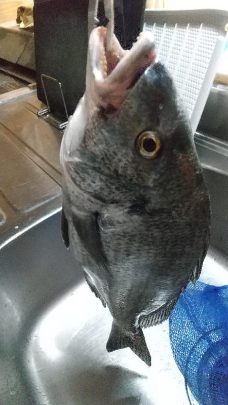 ハゼ居ない…チヌへ。