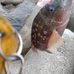 アオリイカ、キジハタ、キュウセン