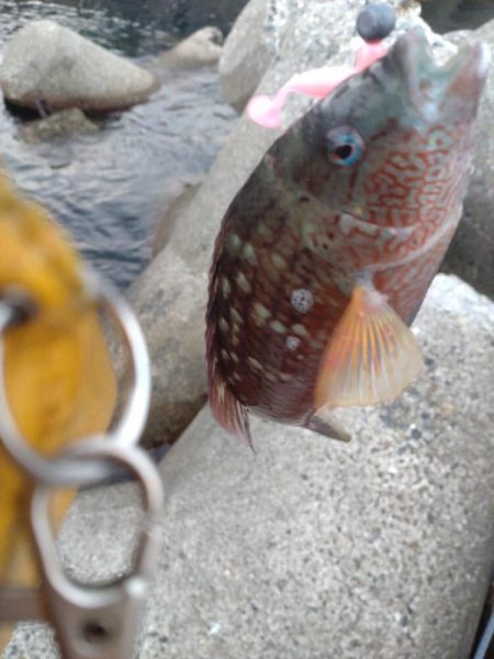 アオリイカ、キジハタ、キュウセン