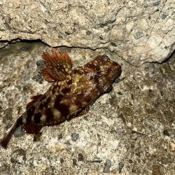 キジハタ、カサゴ（お）