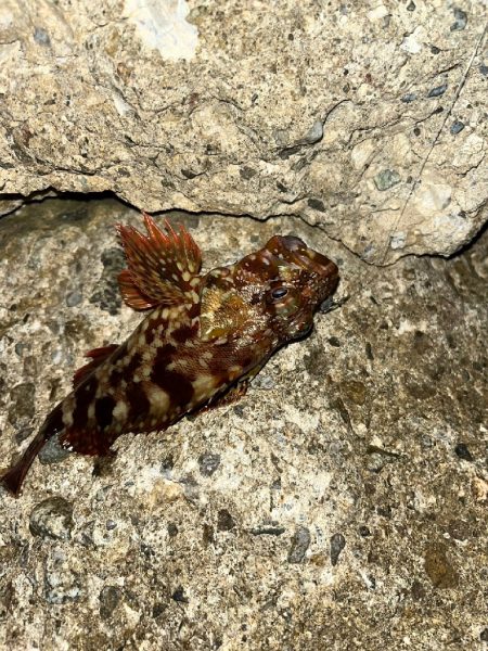 キジハタ、カサゴ（お）