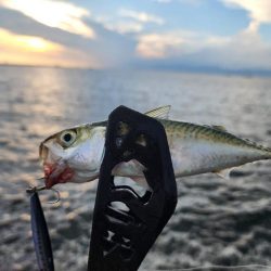 ジグサビキ🎣