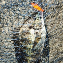 チニングに新たな武器?!