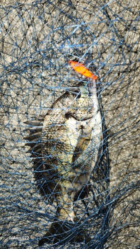 チニングに新たな武器?!