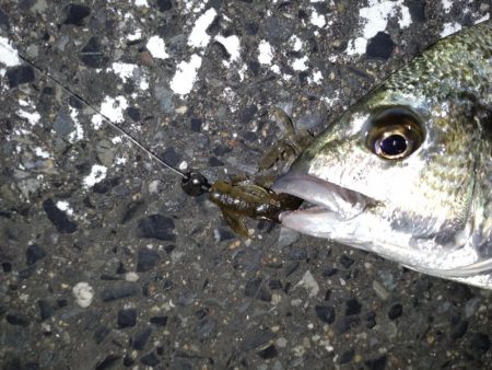 シャローチニング