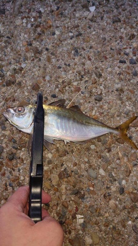 時間のかかる入れ食い