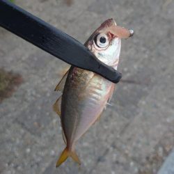 マズメのみ釣行