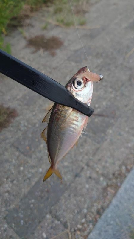 マズメのみ釣行