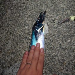 お盆明けタチウオ調査🎣