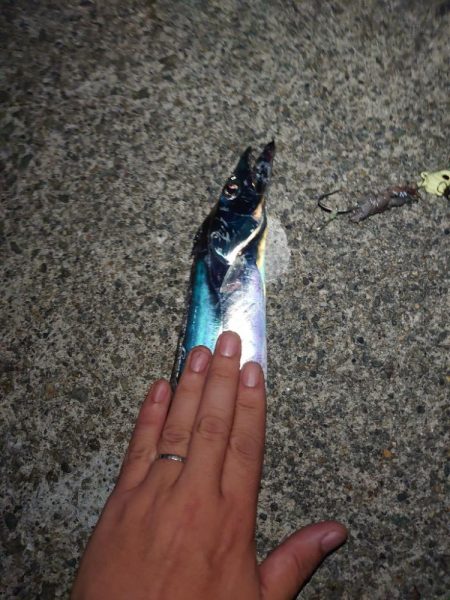 お盆明けタチウオ調査🎣