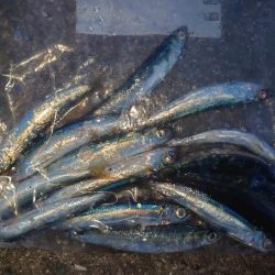 久しぶりのサビキ釣り🎣