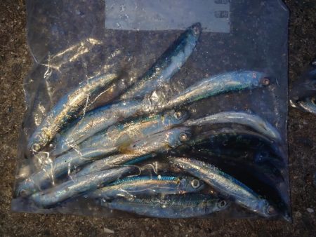 久しぶりのサビキ釣り🎣