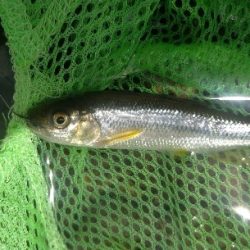 川遊びテンカラ