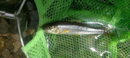 川遊びテンカラ