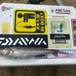 夏休みのキス釣り報告です