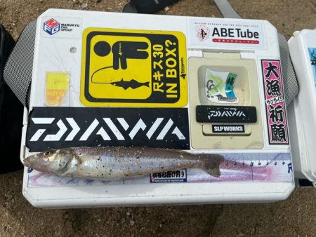 夏休みのキス釣り報告です