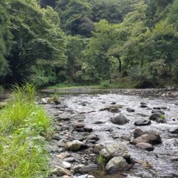 湖北の漁協のない川でのアユの友釣り