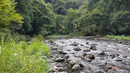 湖北の漁協のない川でのアユの友釣り