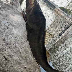 御笹川　シーバス