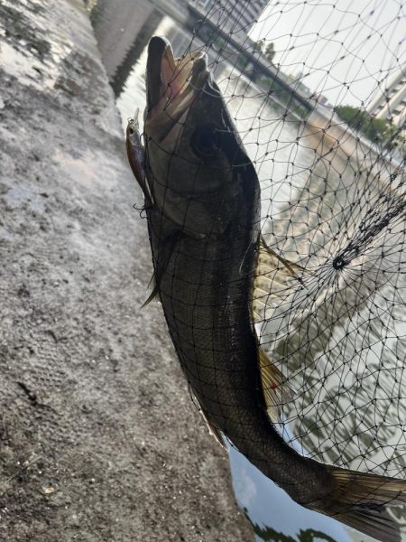 御笹川　シーバス