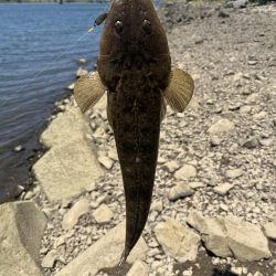 チニングでマゴチ