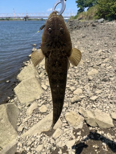 チニングでマゴチ