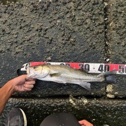 博多湾シーバス　御笹川