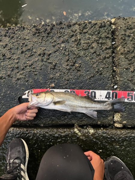 博多湾シーバス　御笹川