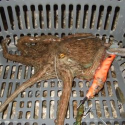 夕方からのタコ爆乗り