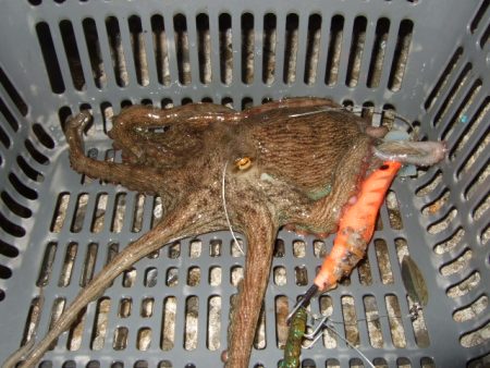 夕方からのタコ爆乗り