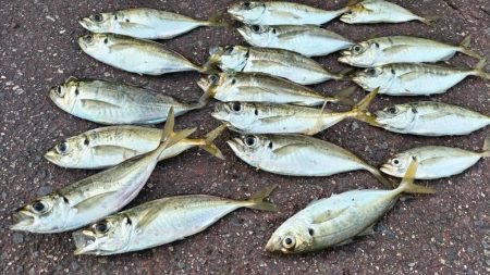 【サビキ釣り】エサ無しの遠投でつれるんです…